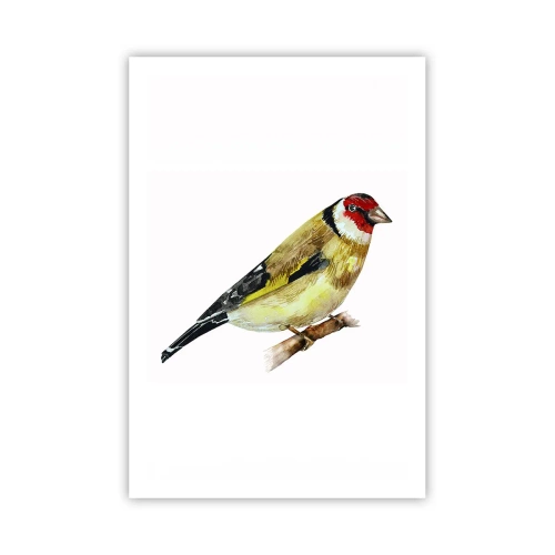 Affiche - Poster - Portrait d'oiseau - 61x91 cm