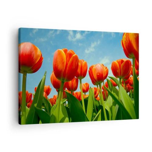 Impression sur toile - Image sur toile - Un champ de tulipes rouges et oranges contre un ciel bleu - 70x50cm - A part le ciel bleu, ils n'ont besoin de rien dans leur vie - Décoration murale moderne pour le salon et la chambre ARTTOR
