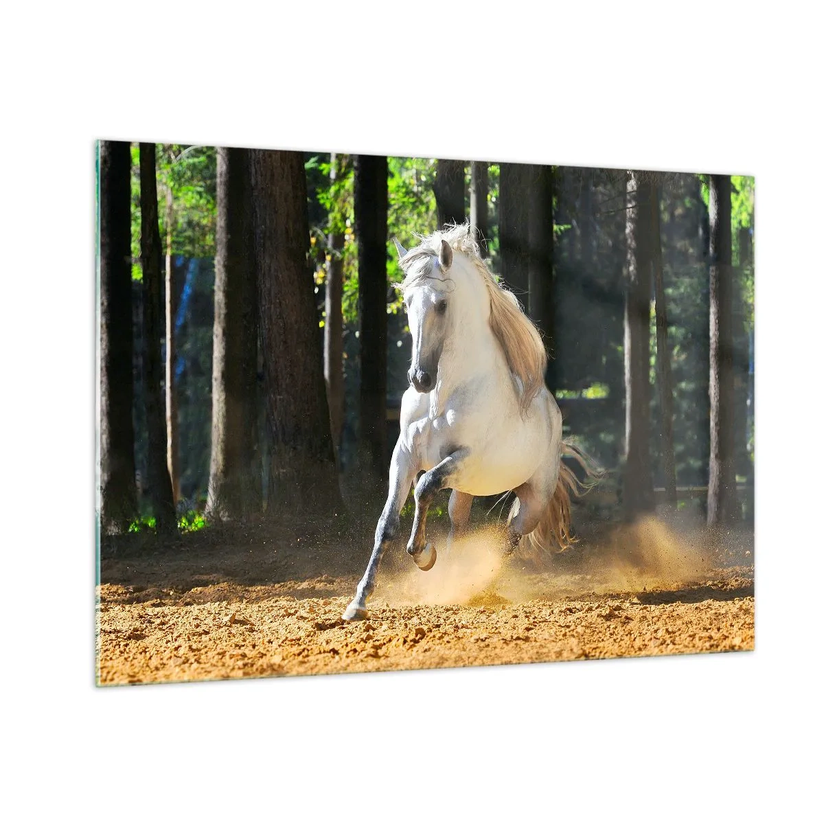 Impression sur verre - Image sur verre - Un cheval blanc galope sur un sol sablonneux dans la forêt - 100x70cm - Comme dans un roman fantastique - Décoration murale moderne pour le salon et la chambre ARTTOR