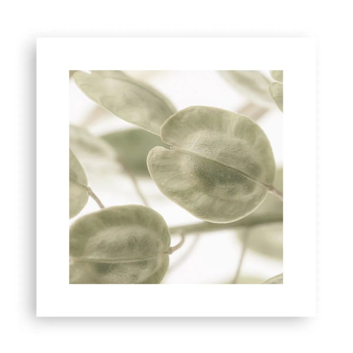 Affiche - Poster - Au commencement il y avait des feuilles... - 30x30 cm