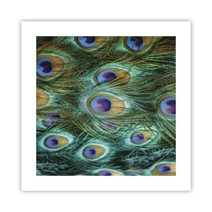 Affiche - Poster - Un regard de paon - 40x40 cm
