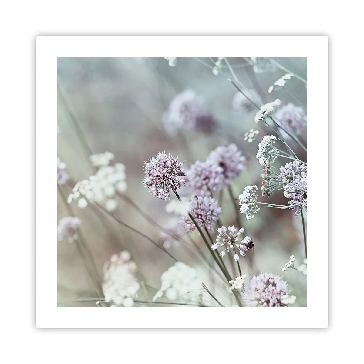 Affiche - Poster - Herbes douces en filigrane - 50x50 cm