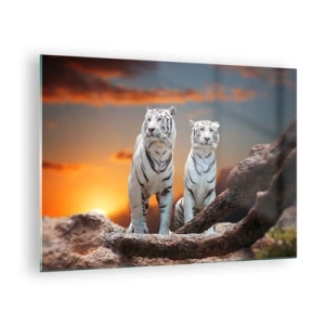 Impression sur verre - Image sur verre - Tigres blancs contre le soleil couchant - 70x50cm - Tout comme à Narnia - Décoration murale moderne pour le salon et la chambre ARTTOR