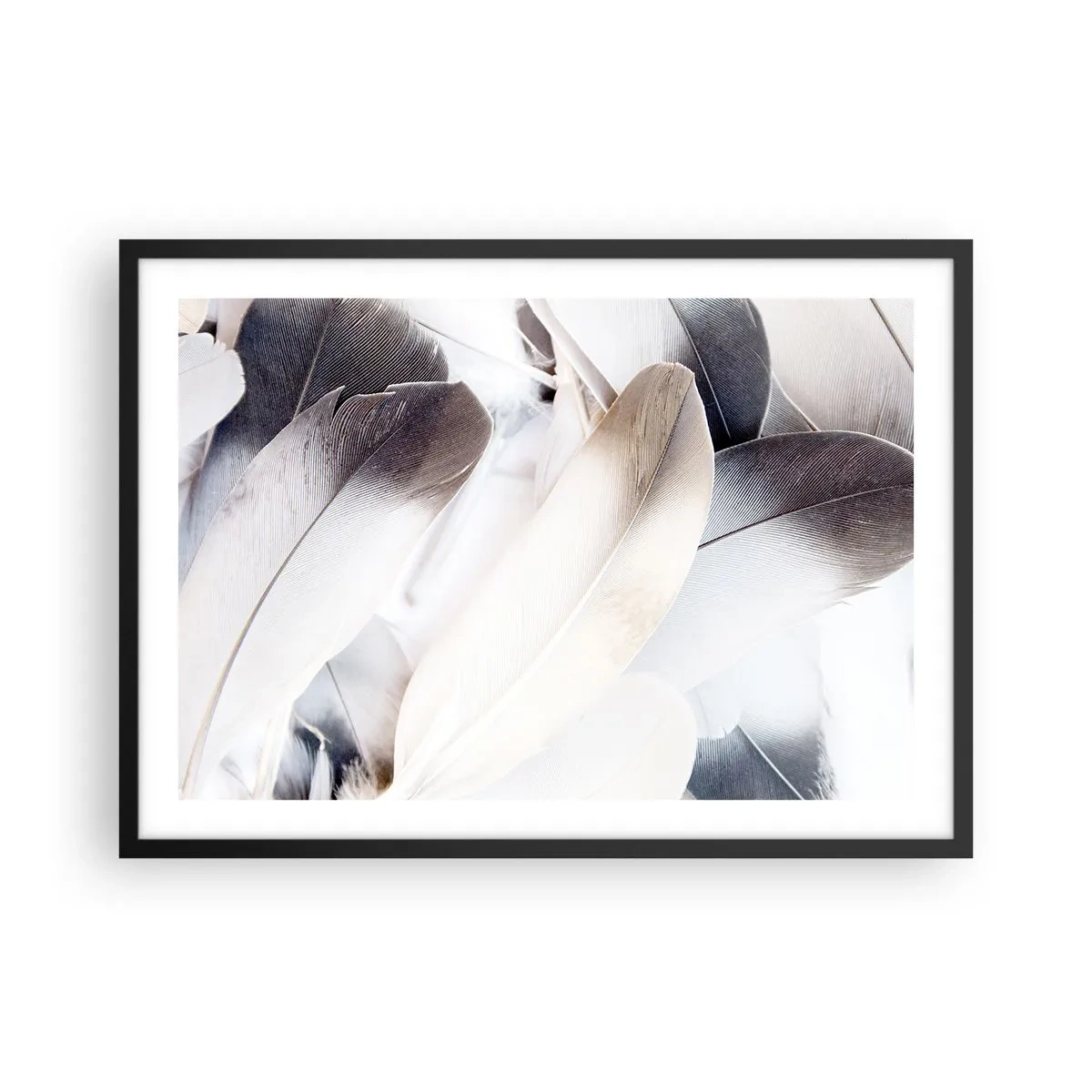 Affiche dans un cadre noir - Poster - Gros plan de plumes délicates dans des tons de blanc et de gris - 70x50cm - Presque angélique - Décoration murale moderne pour le salon et la chambre ARTTOR