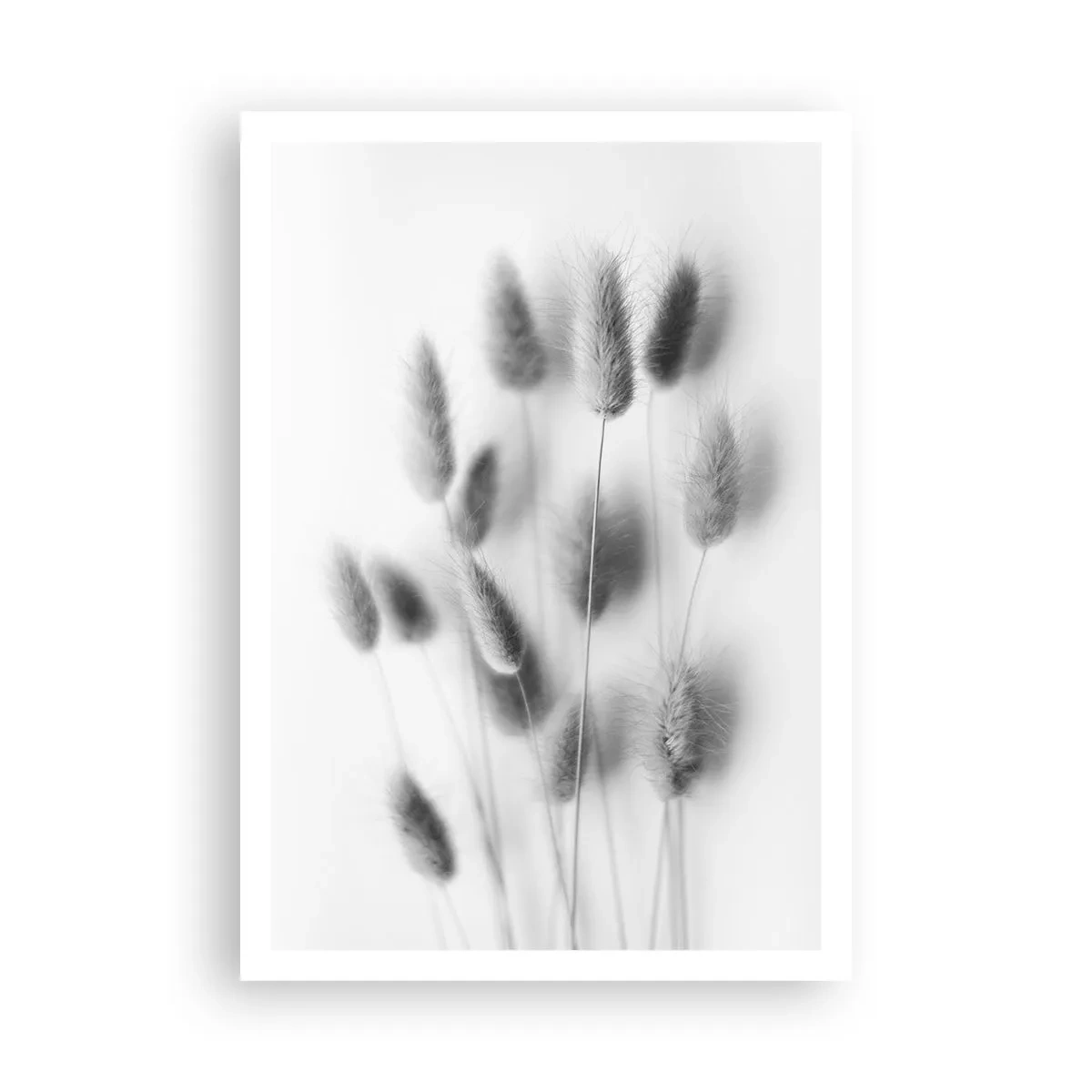 Affiche - Poster - Son herbe duveteuse - 70x100 cm
