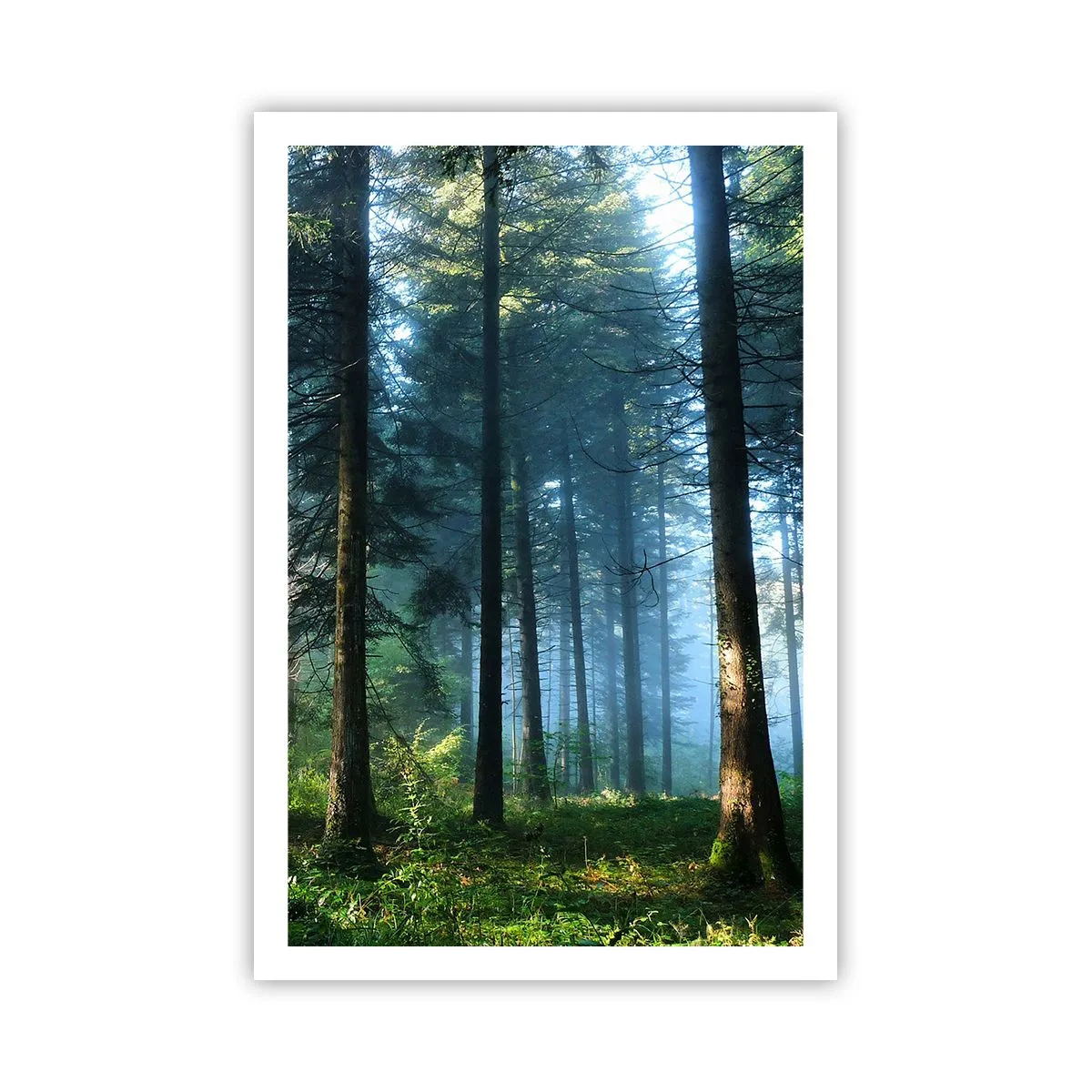 Affiche - Poster - Rayonnant le matin - 61x91 cm