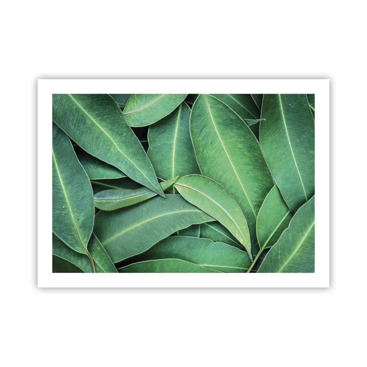 Affiche - Poster - Juteux et frais - 70x50 cm