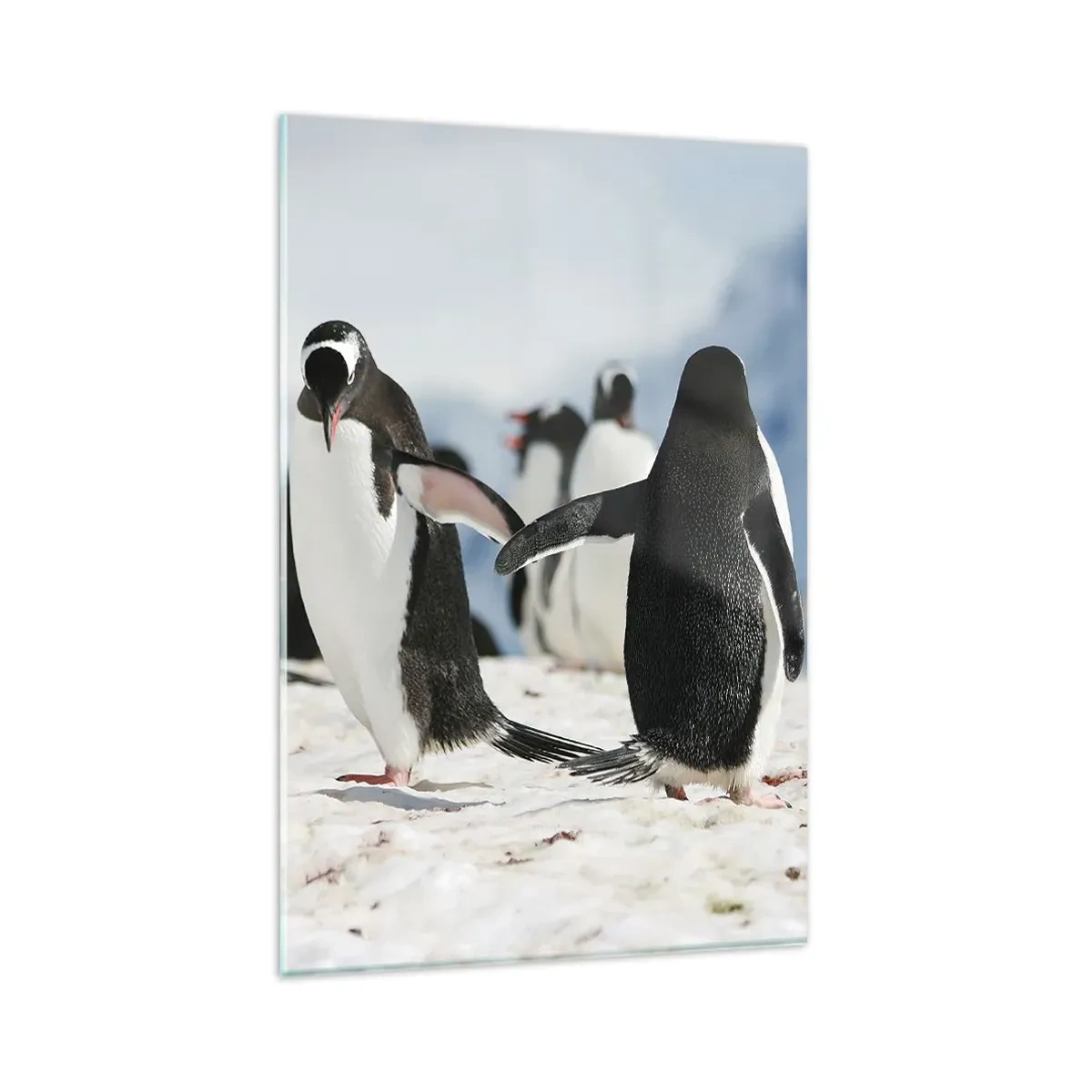 Impression sur verre - Image sur verre - Un groupe de pingouins dans la neige dans un paysage antarctique - 80x120cm - Danser dans la neige - Décoration murale moderne pour le salon et la chambre ARTTOR