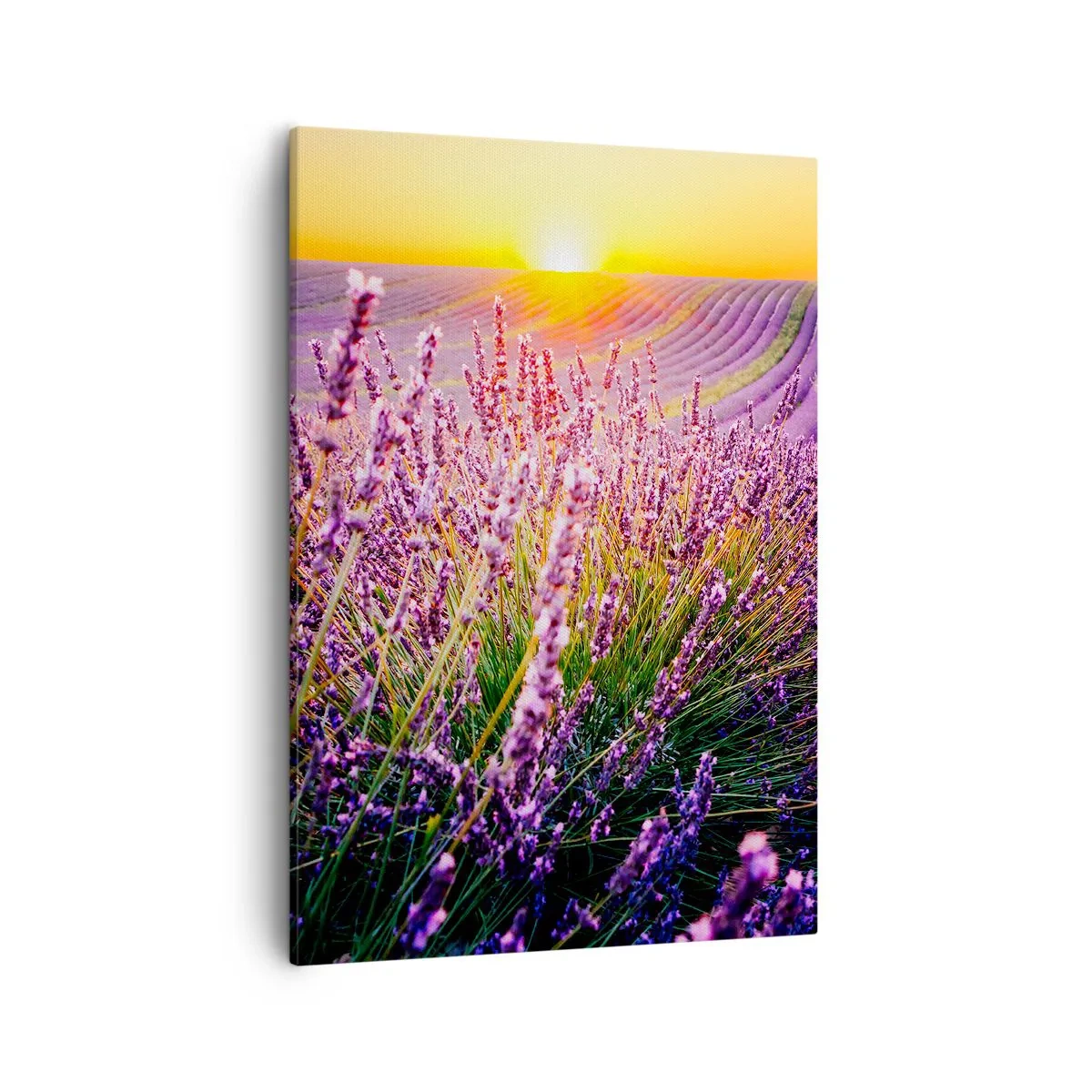 Impression sur toile - Image sur toile - Champ de lavande au coucher du soleil - 50x70cm - Tige parfumée - Décoration murale moderne pour le salon et la chambre ARTTOR