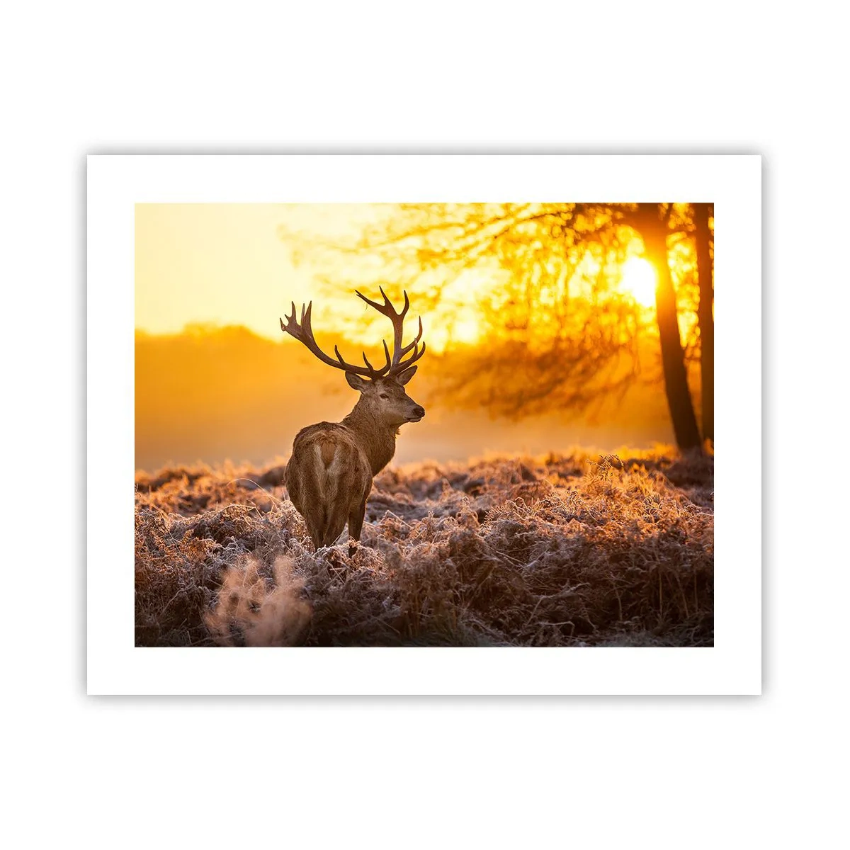 Affiche - Poster - Roi de la forêt automnal - 50x40 cm