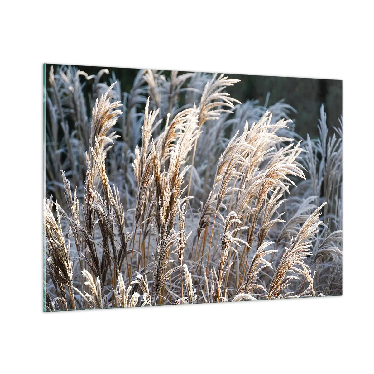 Impression sur verre - Image sur verre - Herbes gelées au soleil d'hiver - 100x70cm - Habillé de givre - Décoration murale moderne pour le salon et la chambre ARTTOR