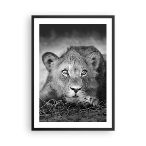 Affiche dans un cadre noir - Poster - Un jeune lion aux tons monochromes - 50x70cm - Chiot royal - Décoration murale moderne pour le salon et la chambre ARTTOR
