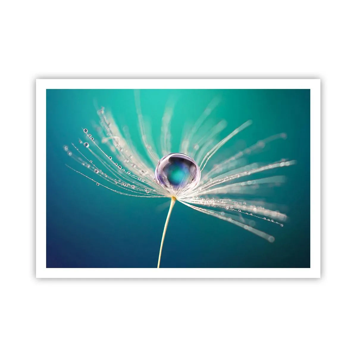 Affiche - Poster - Macro d'une goutte d'eau sur une délicate graine de pissenlit - 100x70cm - Moment mystique - Décoration murale moderne pour le salon et la chambre ARTTOR