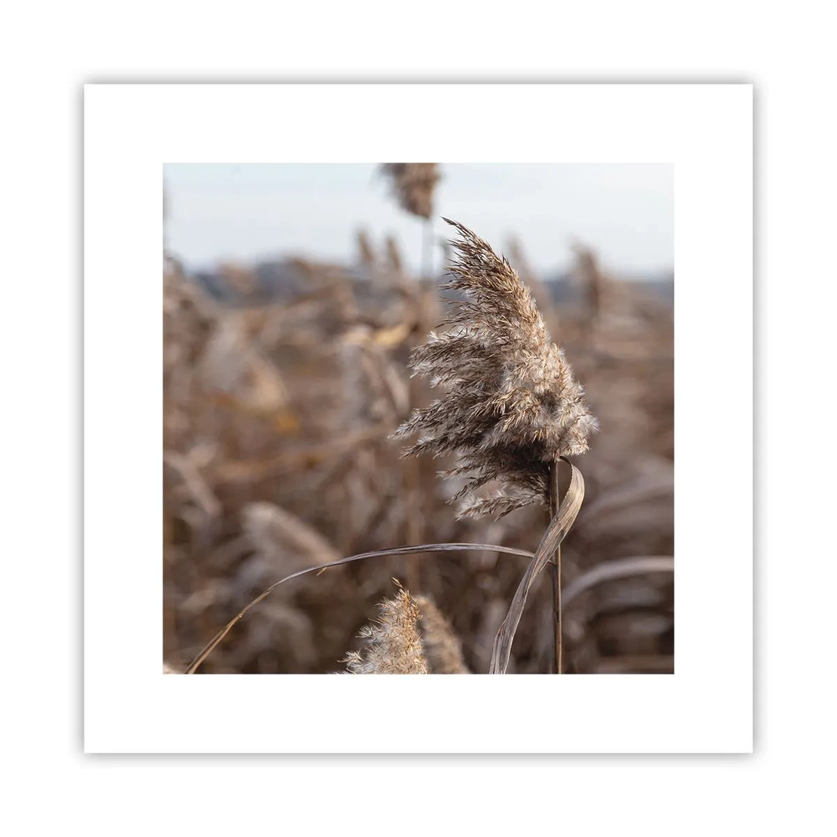 Affiche - Poster - Il est temps de s'envoler avec le vent - 30x30 cm