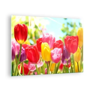 Impression sur verre - Image sur verre - Tulipes colorées à la lumière du soleil printanier - 70x50cm - C'est nous, les couleurs de Mai! - Décoration murale moderne pour le salon et la chambre ARTTOR