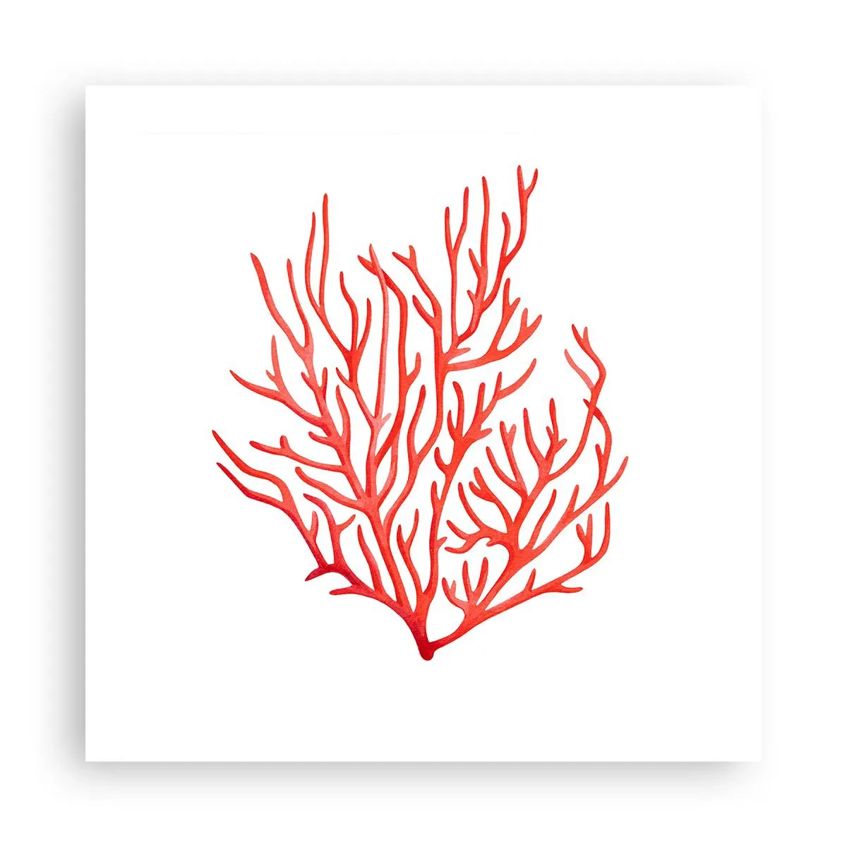 Affiche - Poster - Filigrane de corail - 50x50 cm