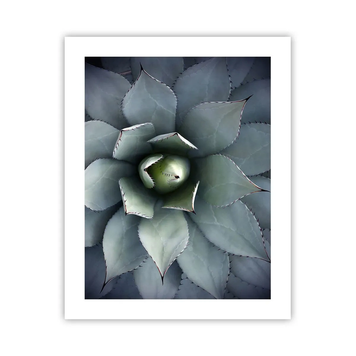 Affiche - Poster - Wabi et observe - 40x50 cm