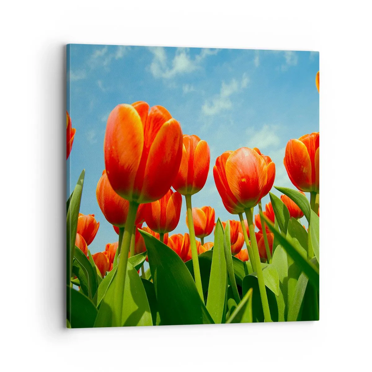 Impression sur toile - Image sur toile - A part le ciel bleu, ils n'ont besoin de rien dans leur vie - 70x70 cm