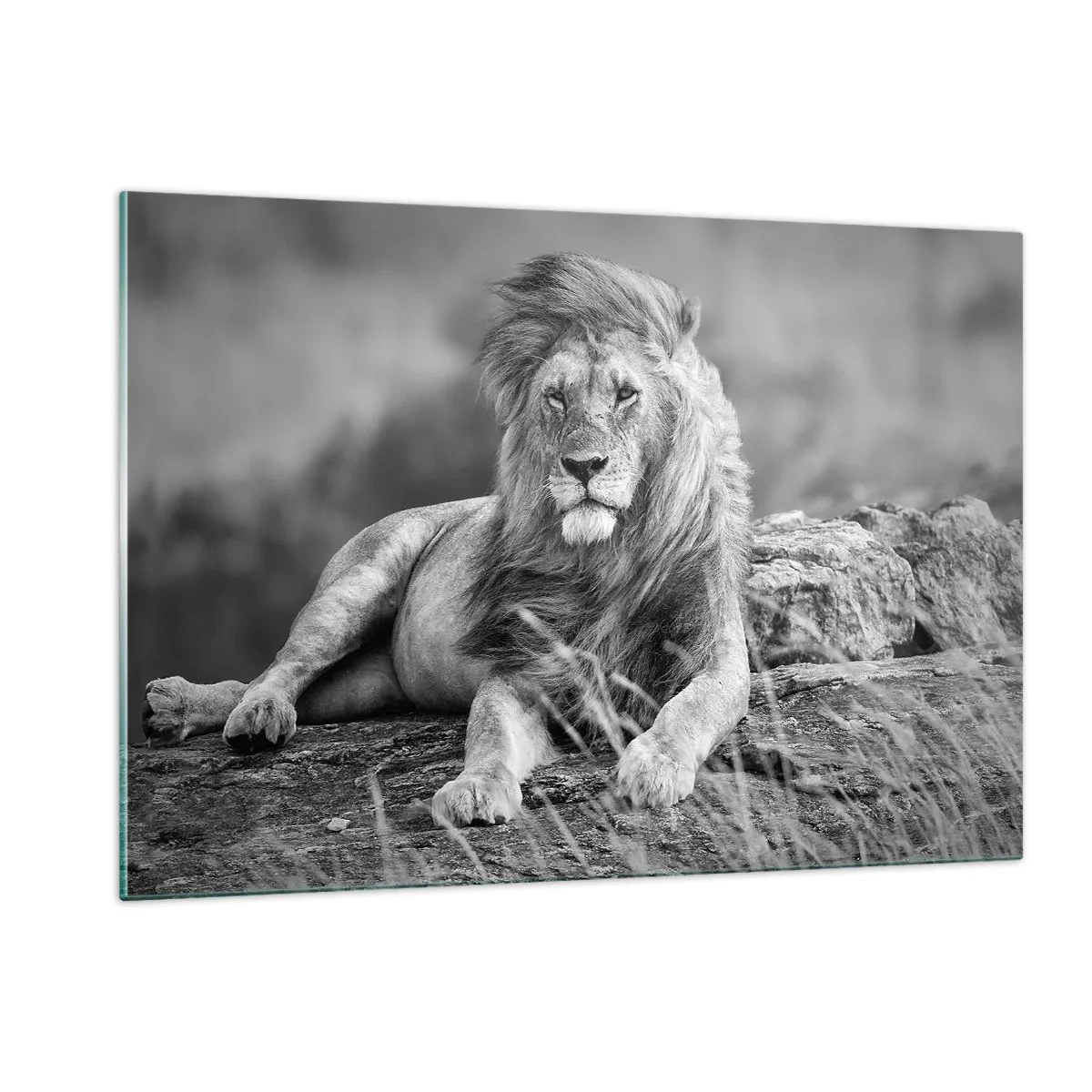 Impression sur verre - Image sur verre - Un lion reposant sur un rocher dans un paysage monochrome. - 120x80cm - Sieste royale - Décoration murale moderne pour le salon et la chambre ARTTOR