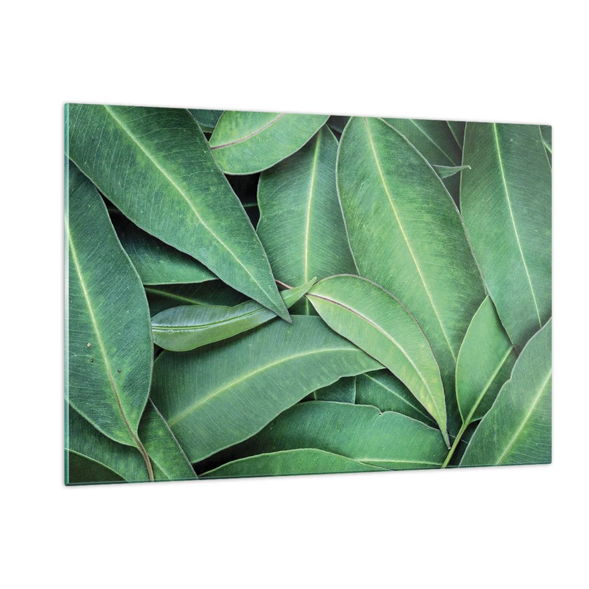 Impression sur verre - Image sur verre - Gros plan de feuilles vertes disposées en couches - 120x80cm - Juteux et frais - Décoration murale moderne pour le salon et la chambre ARTTOR