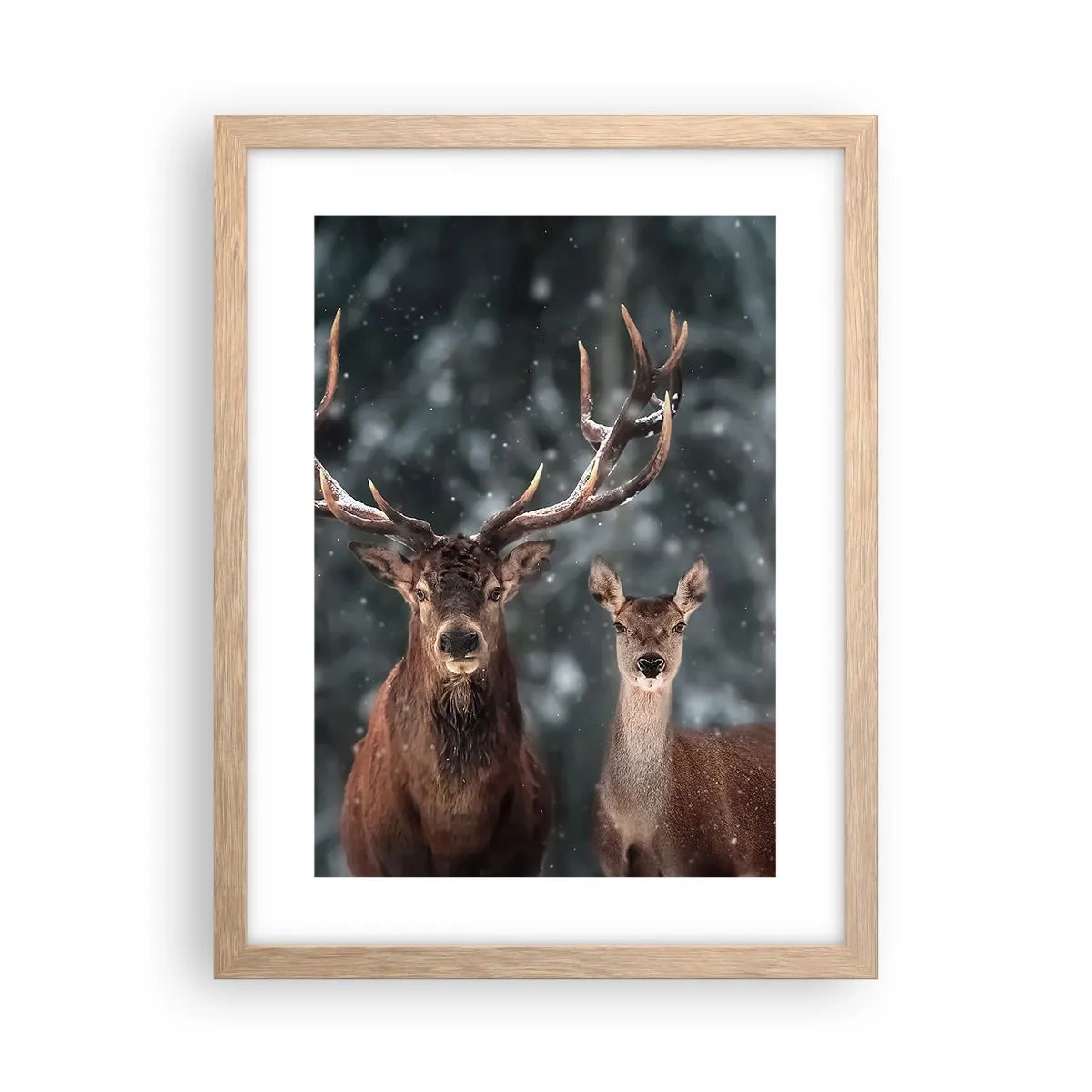 Affiche dans un chêne clair - Poster - Le roi de la forêt avec sa femme - 30x40 cm