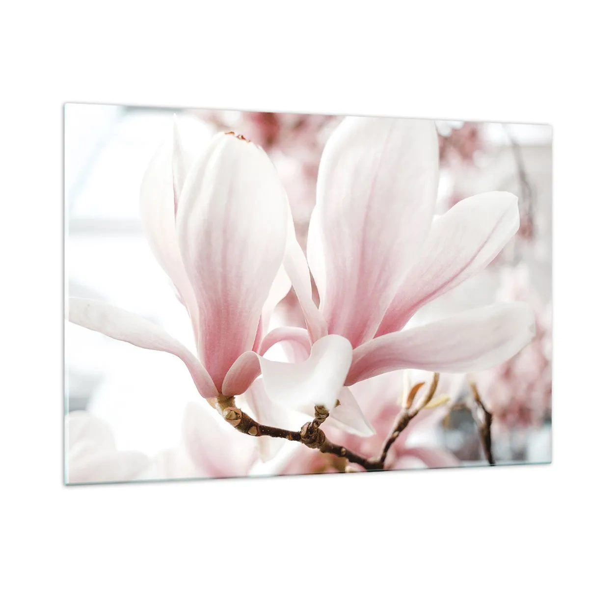 Impression sur verre - Image sur verre - Magnolias roses délicats en gros plan sur un fond flou - 120x80cm - Abondance de tendresse - Décoration murale moderne pour le salon et la chambre ARTTOR