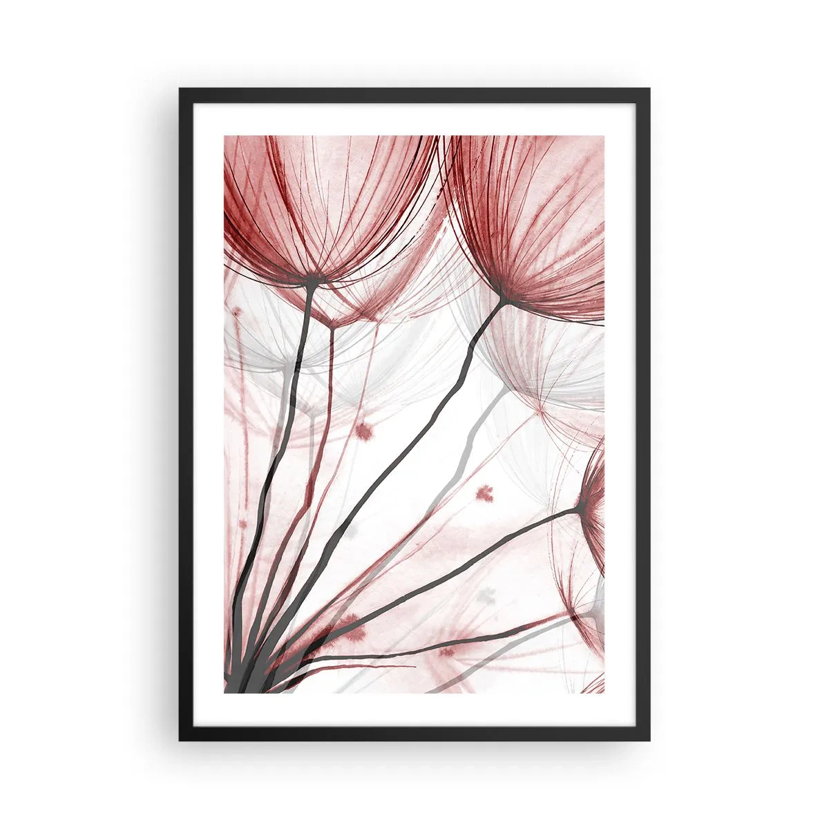 Affiche dans un cadre noir - Poster - Pissenlits délicats dans des tons de rouge et de noir - 50x70cm - Avant le départ - Décoration murale moderne pour le salon et la chambre ARTTOR