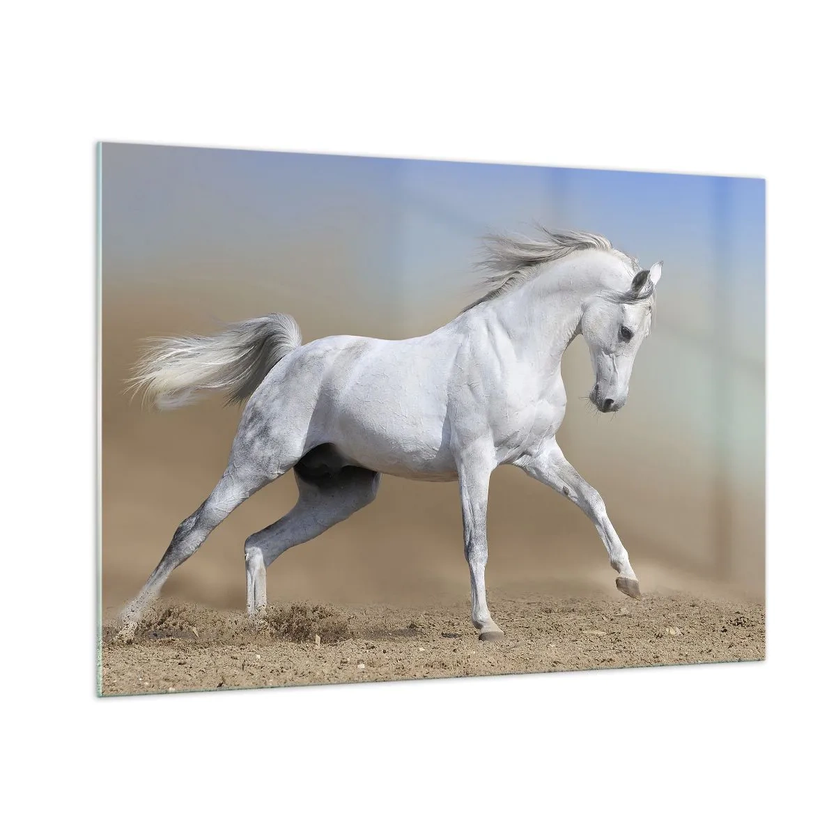 Impression sur verre - Image sur verre - Un cheval blanc galopant sur le sol sablonneux - 100x70cm - Le plus beau conte de fées arabe - Décoration murale moderne pour le salon et la chambre ARTTOR