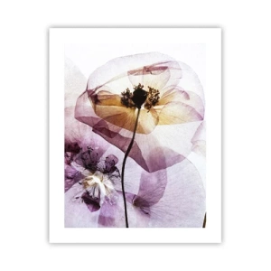 Affiche - Poster - Corps de fleurs transparente - 40x50 cm