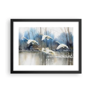 Affiche dans un cadre noir - Poster - Comme dans un conte de fées sur les cygnes sauvages - 40x30 cm