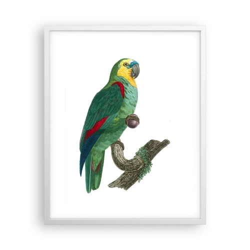 Affiche dans un cadre blanc - Poster - Portrait de perroquet - 40x50 cm