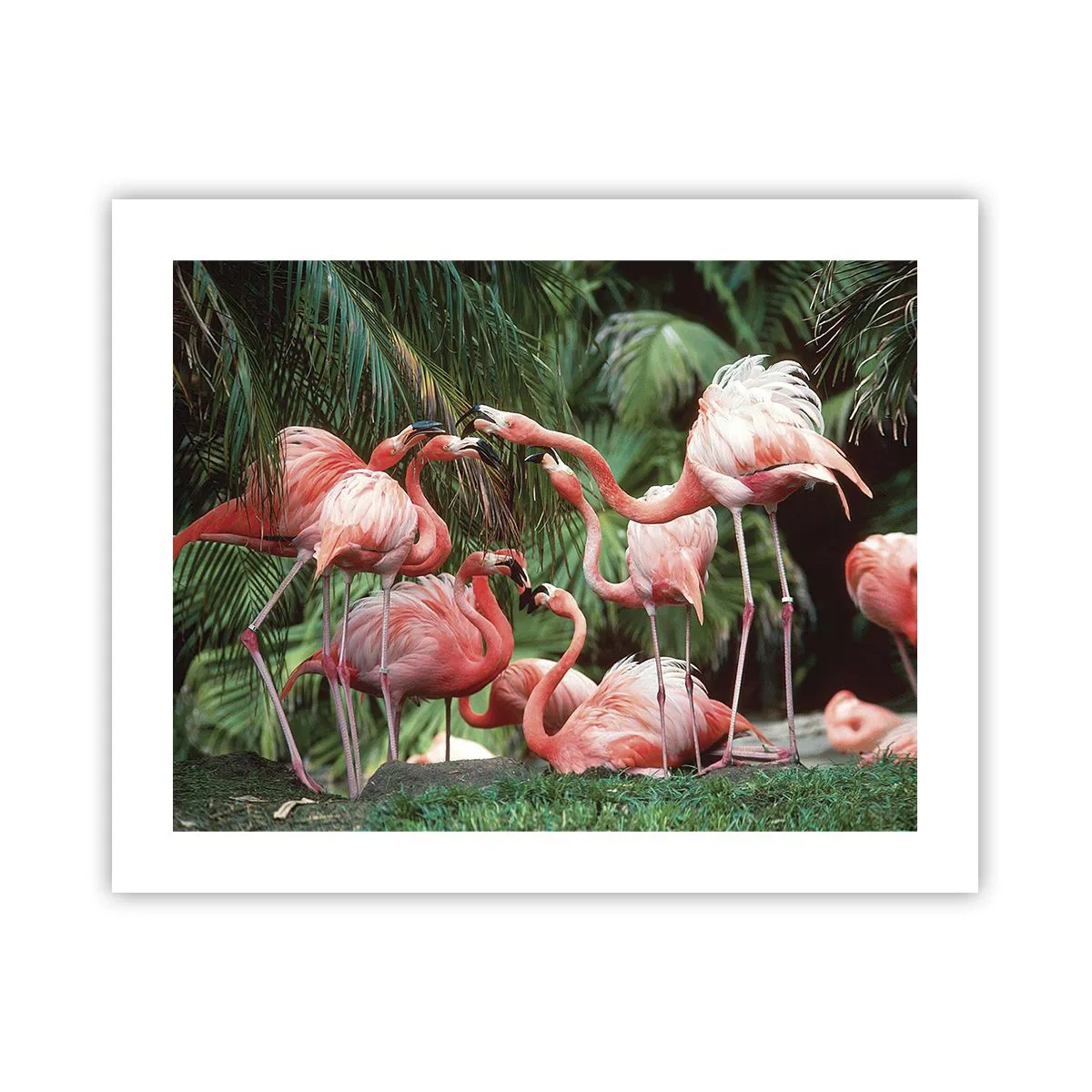 Affiche - Poster - Potins d'après-midi - 50x40 cm