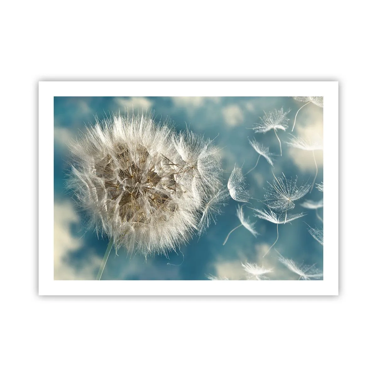 Affiche - Poster - souffle d'ange - 70x50 cm