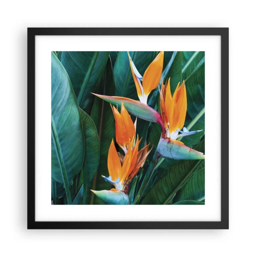 Affiche dans un cadre noir - Poster - Est-ce une fleur, est-ce un oiseaux? - 40x40 cm