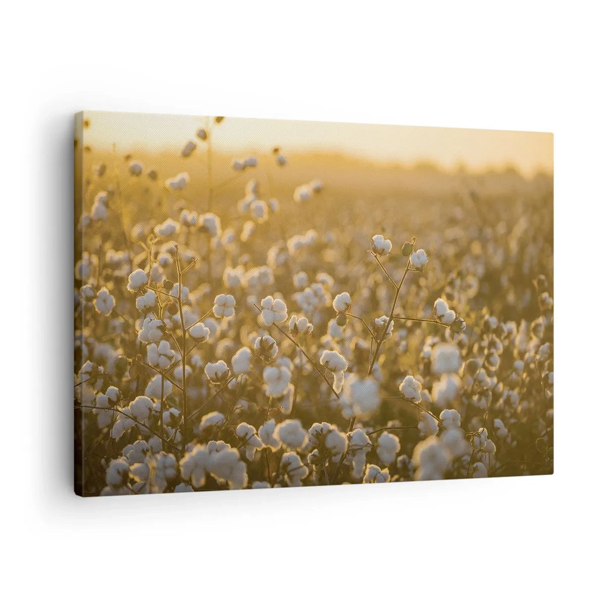 Impression sur toile - Image sur toile - Un champ de coton dans la chaude lumière du soleil couchant - 70x50cm - Champ moelleux - Décoration murale moderne pour le salon et la chambre ARTTOR