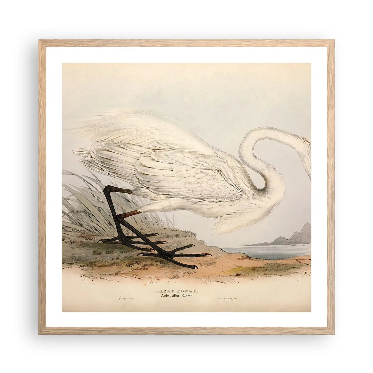 Affiche dans un chêne clair - Poster - Dame sur les joncs - 60x60 cm