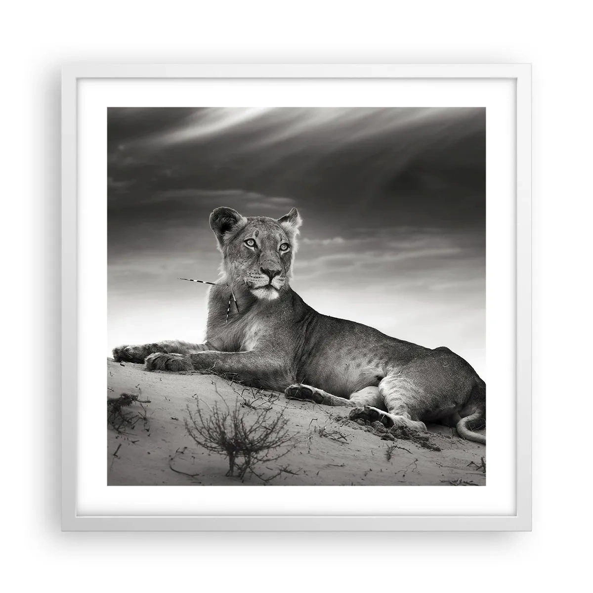 Affiche dans un cadre blanc - Poster - La reine du désert reste - 50x50 cm