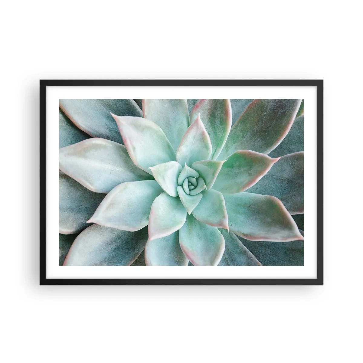 Affiche dans un cadre noir - Poster - Gros plan d'une succulente verte - 70x50cm - Le coeur du désert - Décoration murale moderne pour le salon et la chambre ARTTOR