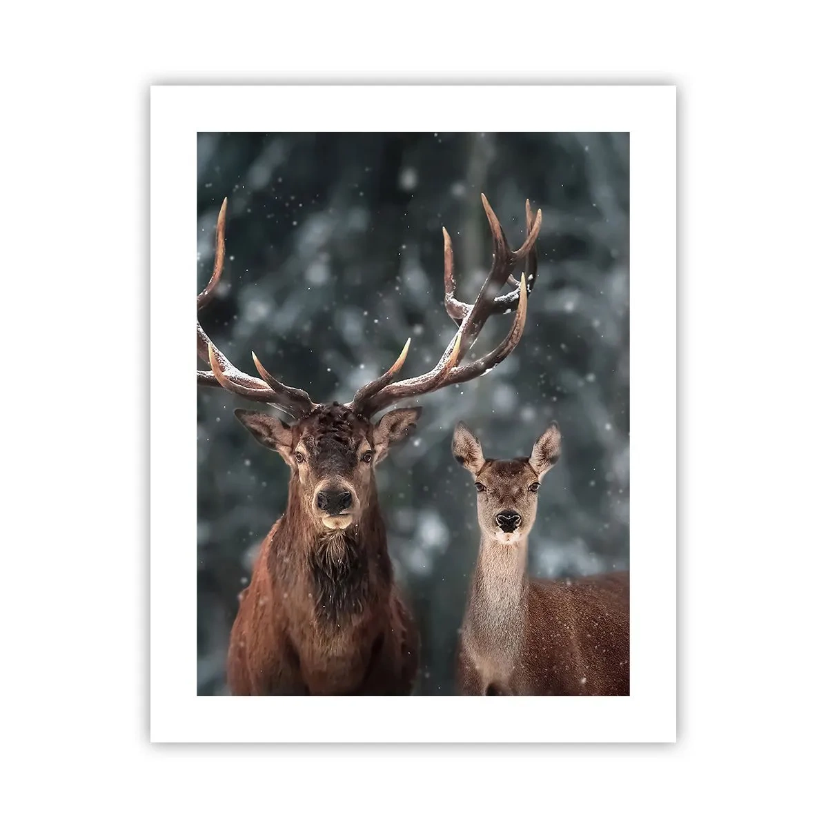 Affiche - Poster - Le roi de la forêt avec sa femme - 40x50 cm