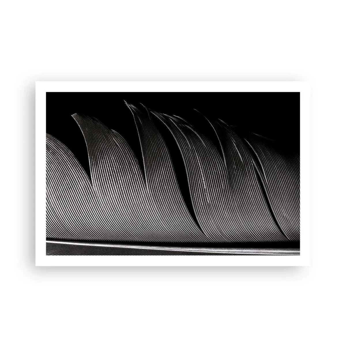 Affiche - Poster - La plume – un design magnifique - 91x61 cm
