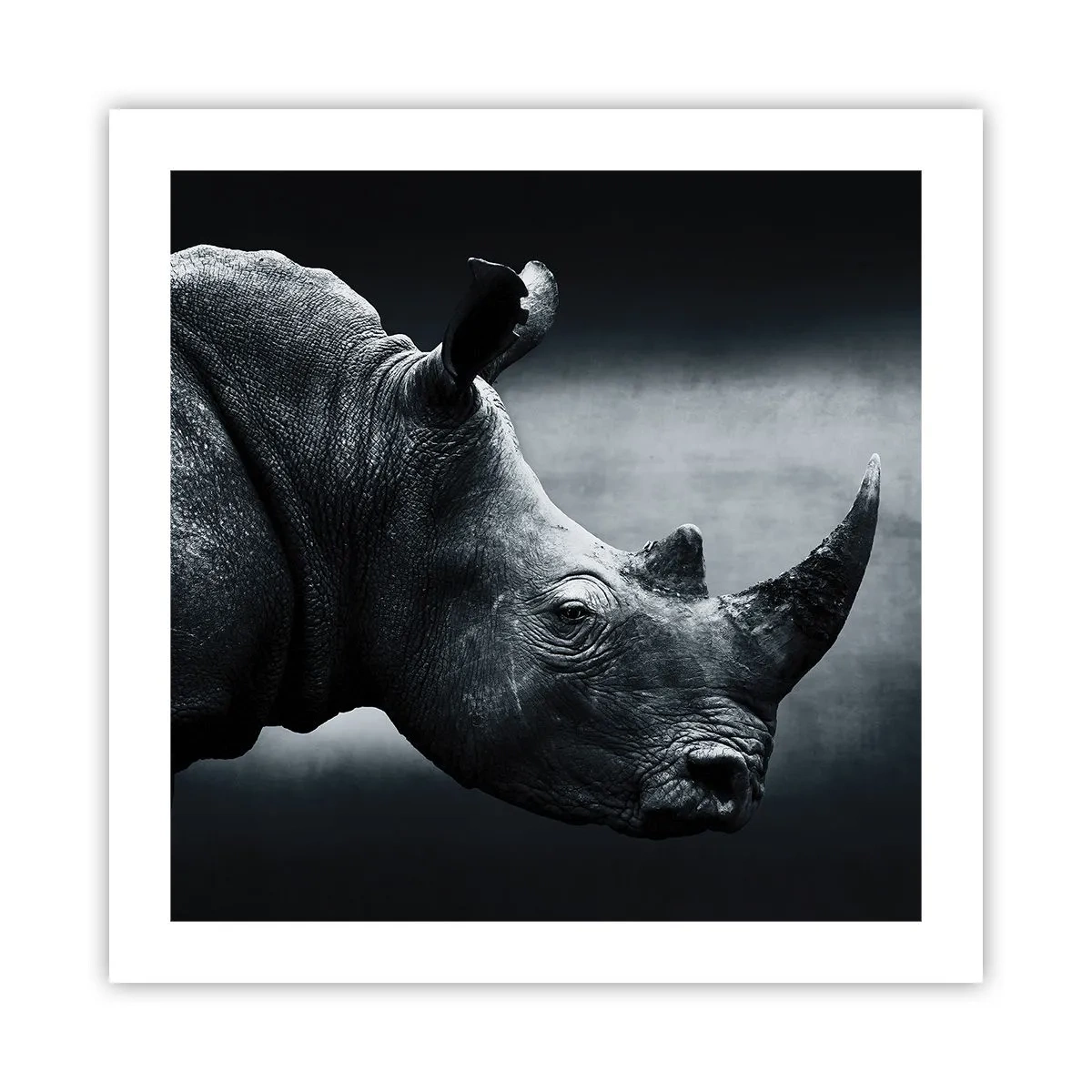 Affiche - Poster - Le profil droit - 50x50 cm