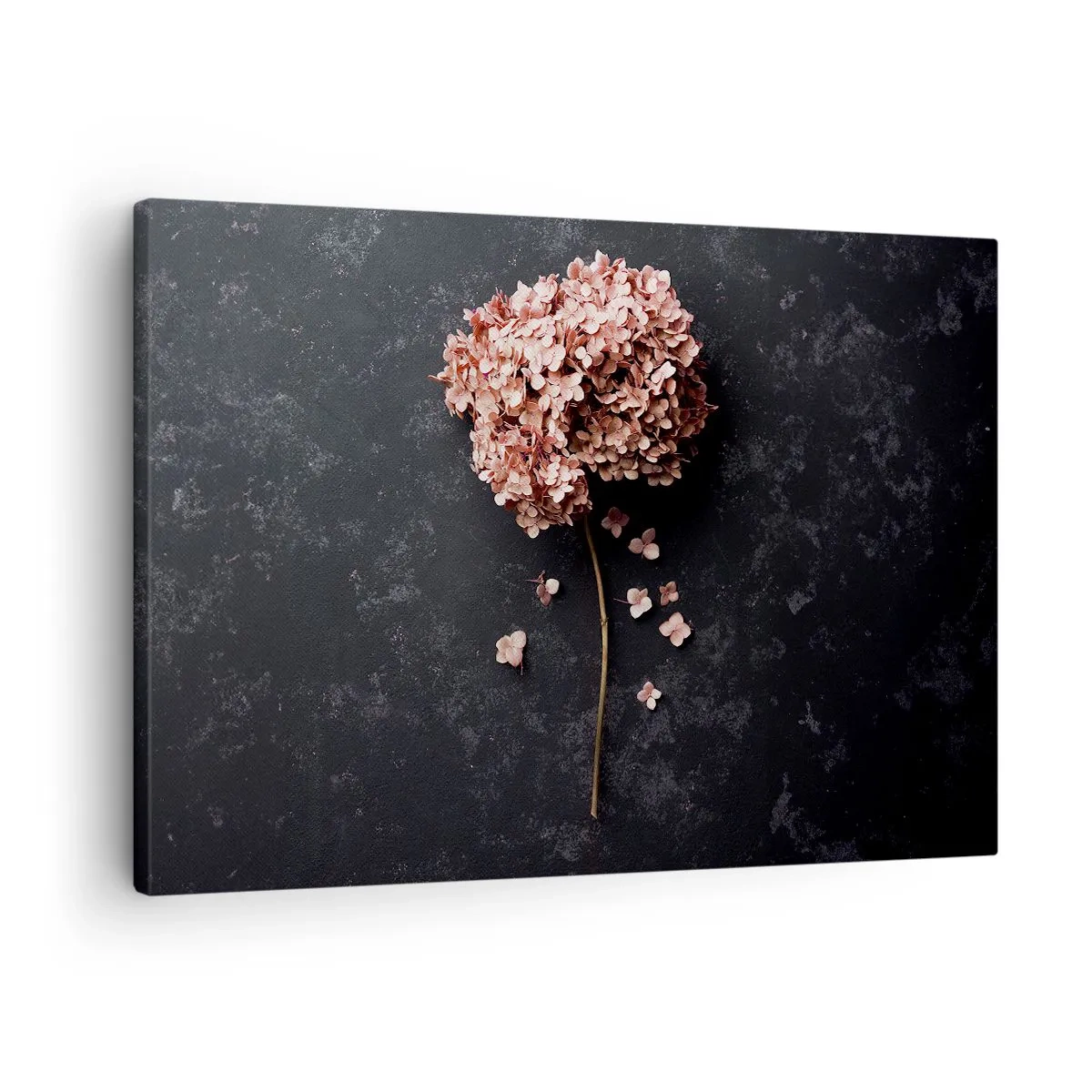 Impression sur toile - Image sur toile - Une délicate fleur d'hortensia sur un fond sombre - 70x50cm - Un signe vraiment romantique - Décoration murale moderne pour le salon et la chambre ARTTOR