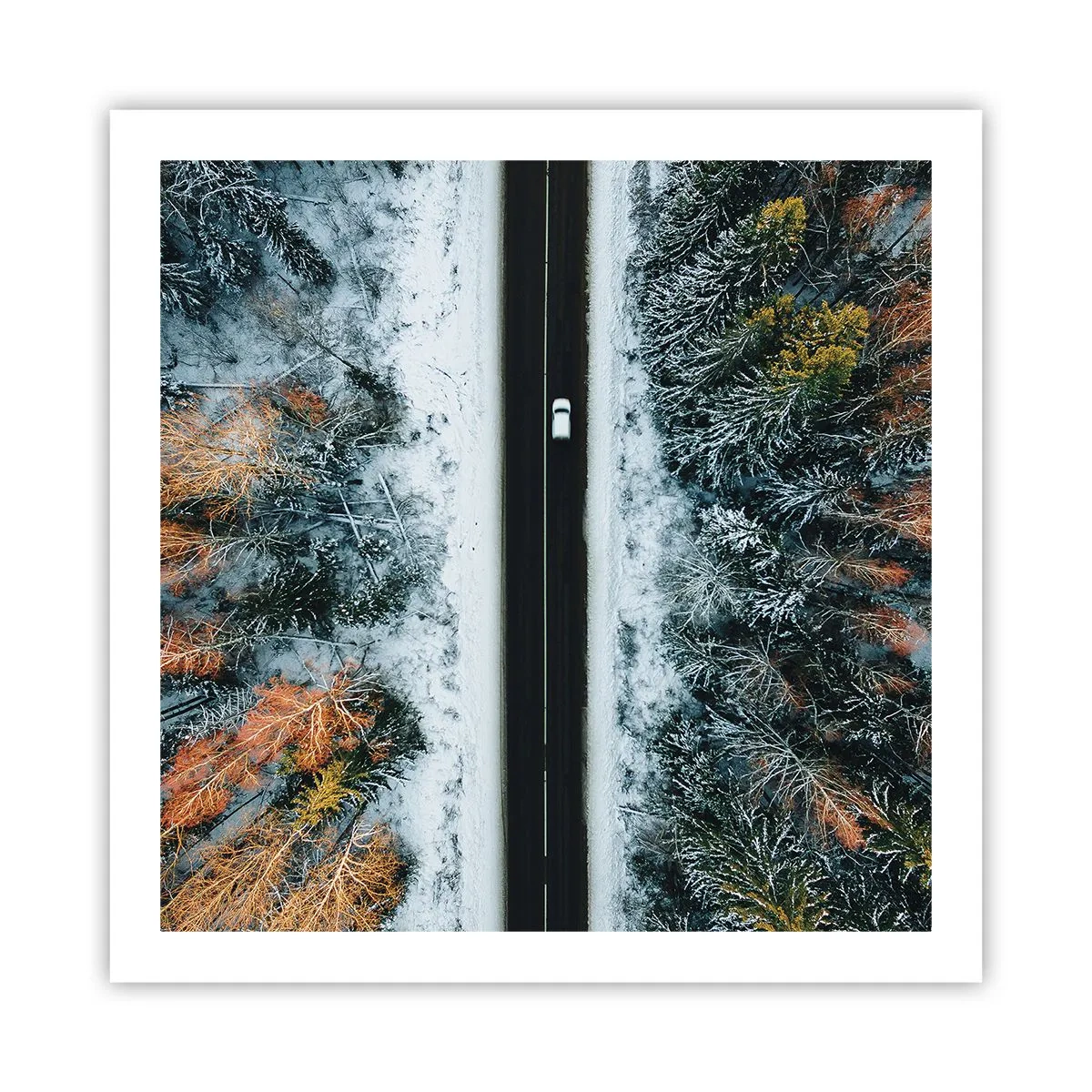 Affiche - Poster - Couper à travers la forêt d'hiver - 60x60 cm