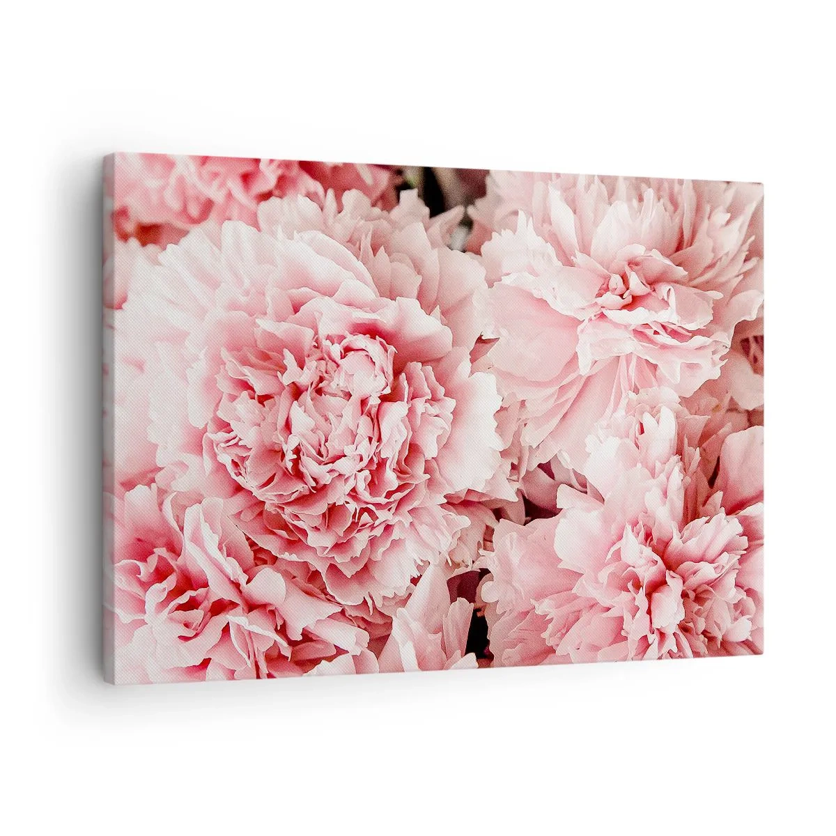 Impression sur toile - Image sur toile - Pivoines roses subtiles dans un décor délicat - 70x50cm - Rêve rose - Décoration murale moderne pour le salon et la chambre ARTTOR