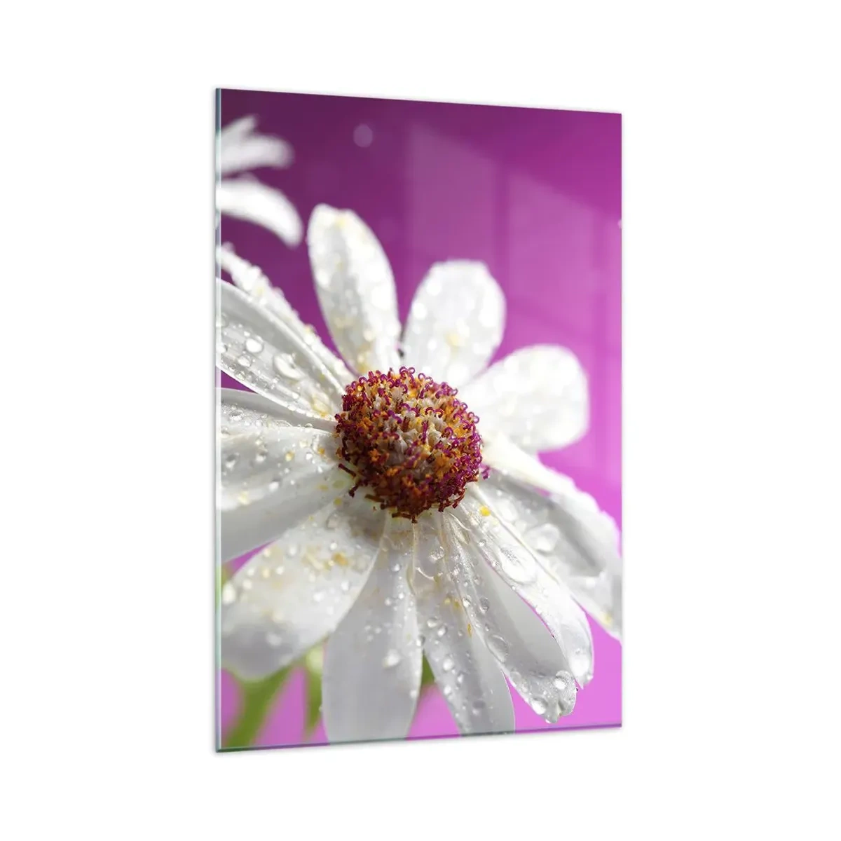 Impression sur verre - Image sur verre - Une marguerite blanche recouverte de gouttes d'eau sur un fond rose - 80x120cm - Modeste dans sa beauté - Décoration murale moderne pour le salon et la chambre ARTTOR