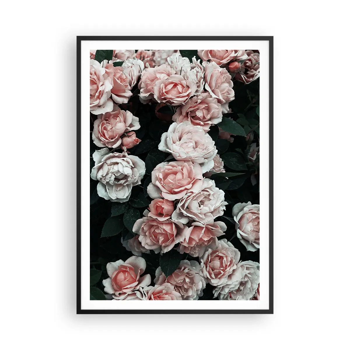 Affiche dans un cadre noir - Poster - Ensemble de rose - 70x100 cm