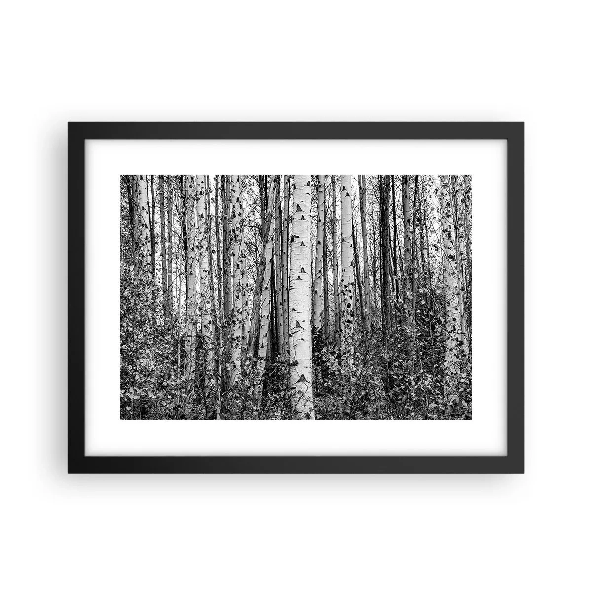 Affiche dans un cadre noir - Poster - Enchevêtrement de bouleau - 40x30 cm