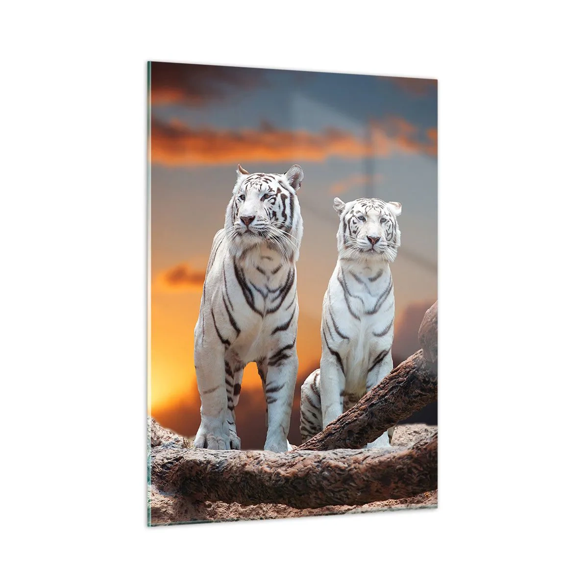 Impression sur verre - Image sur verre - Tigres blancs contre le soleil couchant - 50x70cm - Tout comme à Narnia - Décoration murale moderne pour le salon et la chambre ARTTOR