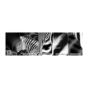 Échantillon De Papier Peint Standard Eco - Blanc c'est blanc et noir c'est noir - Côtes, Noir et blanc, Animaux - 100x30 cm