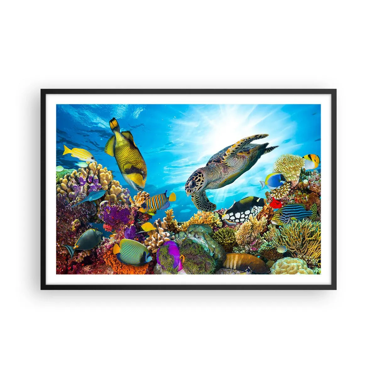 Affiche dans un cadre noir - Poster - Promenade de corail - 91x61 cm